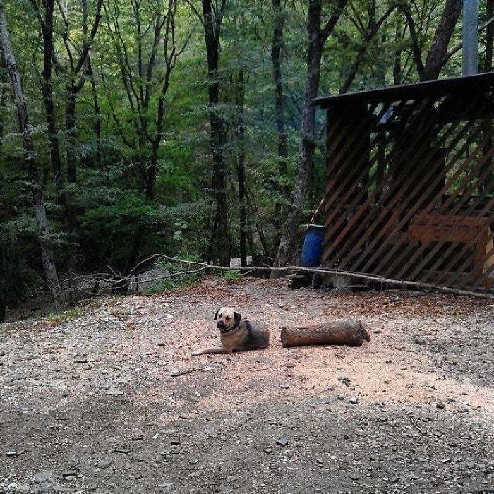 Just A Dog And A Log, Nothing Out Of The Ordinary