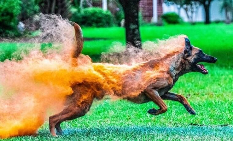 "This Dog Is On Fire!"