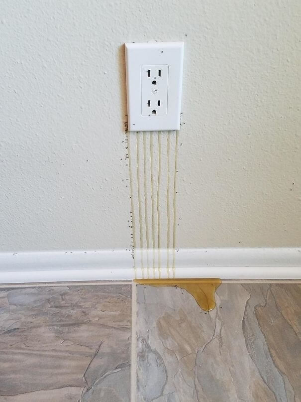 So Many Bees In The Wall That Honey Is Leaking