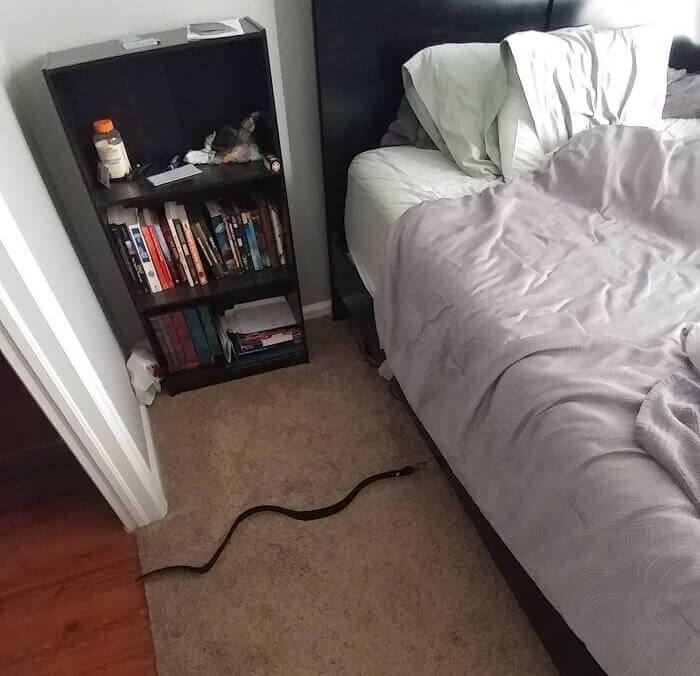 When You Walk Into The Room And Find A Snake Belt On The Floor