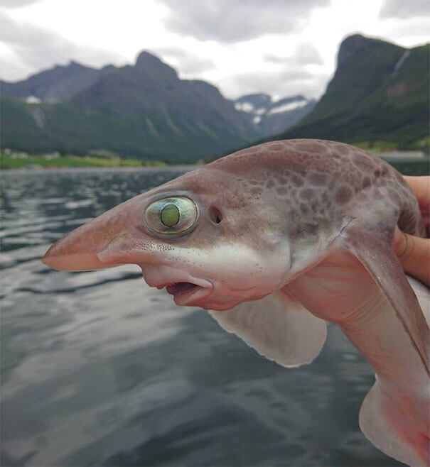 Baby Shark Do Do Doo Doo