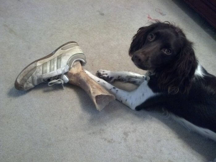 This Dog Is Trying To Give His Owners A Heart Attack