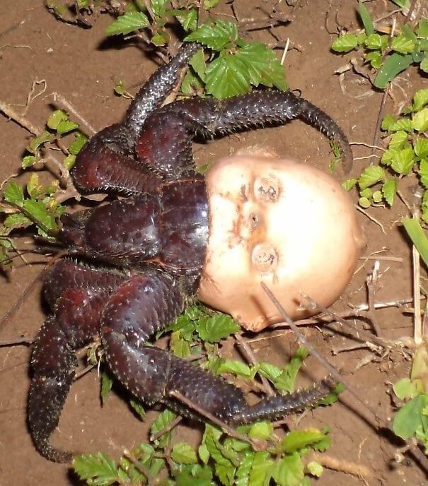 A Hermit Crab Found The Most Horrifying Shell