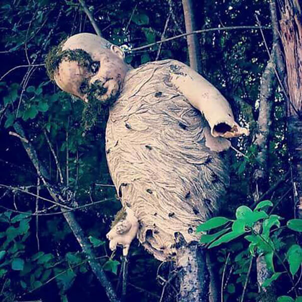 The Wasps Formed Their Hive Around This Creepy Doll