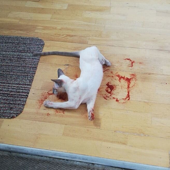 Don't Worry, It's Just Paprika
