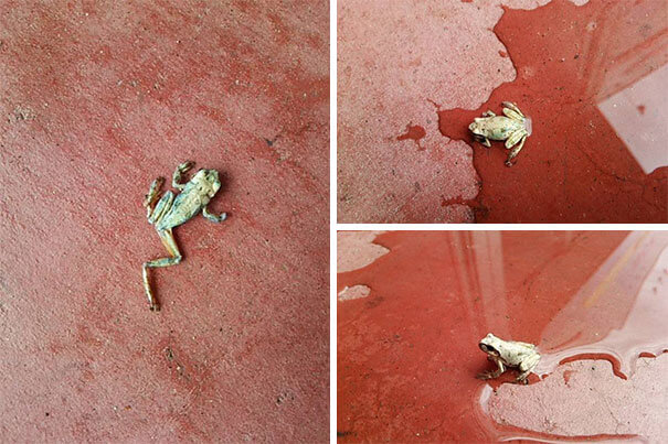 The Frog Was Dead, And The It Suddenly Came Back To Live When It Got Some Water
