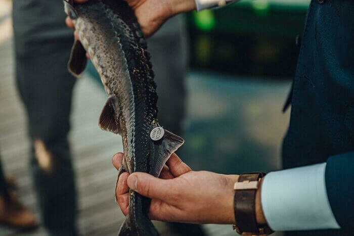 Leave The Fish Out Of This