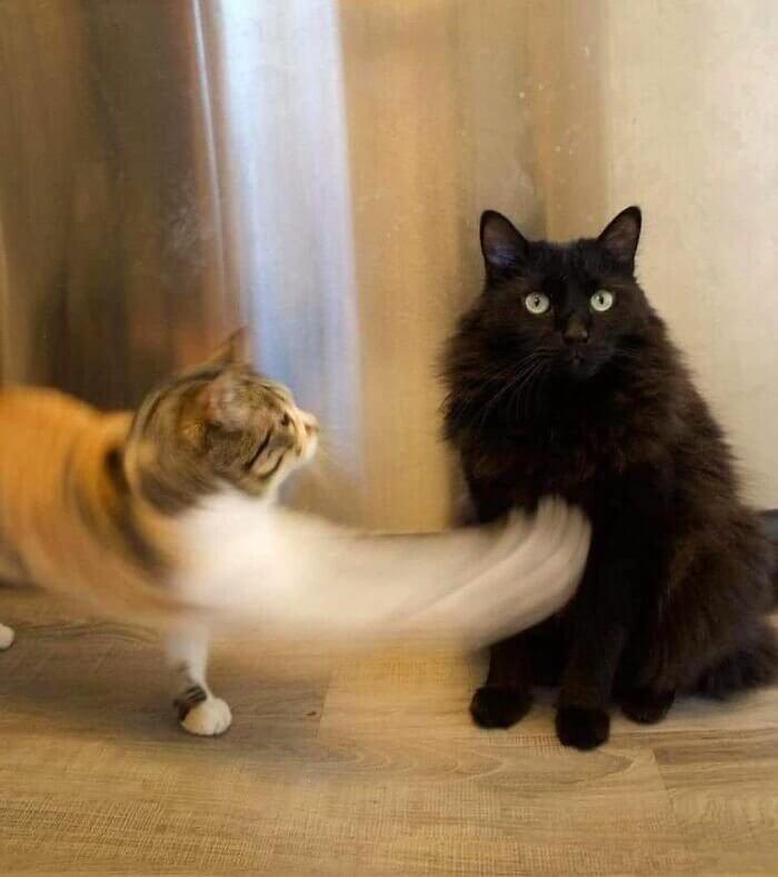 A Real Catfight