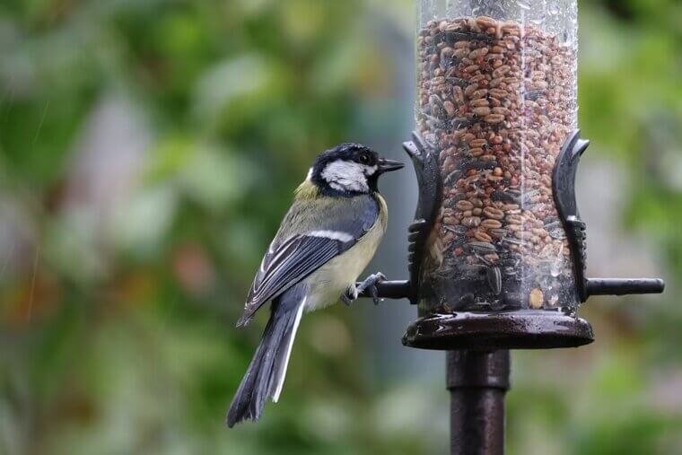 A Bird Feeder
