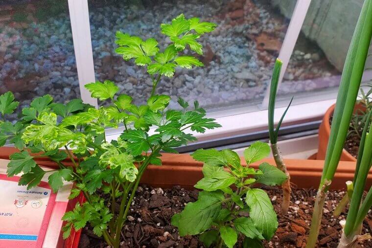 An Indoor Herb Garden Kit