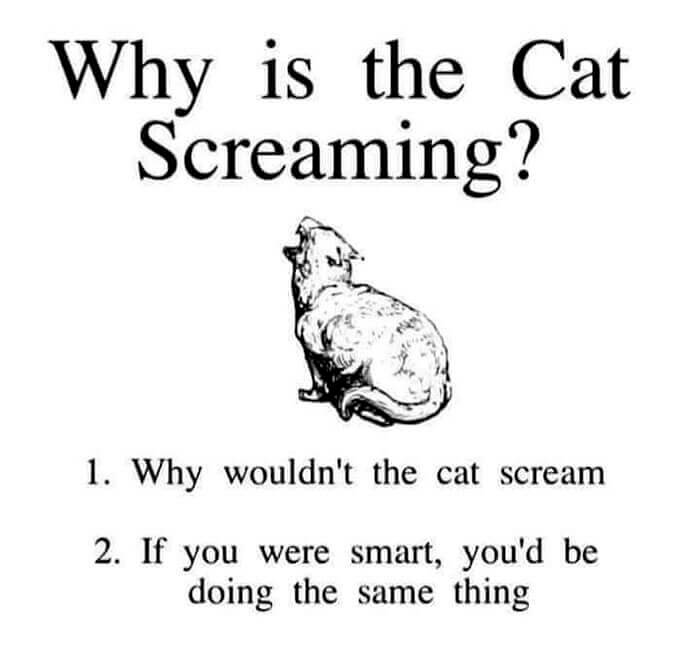 The Cat's Scream