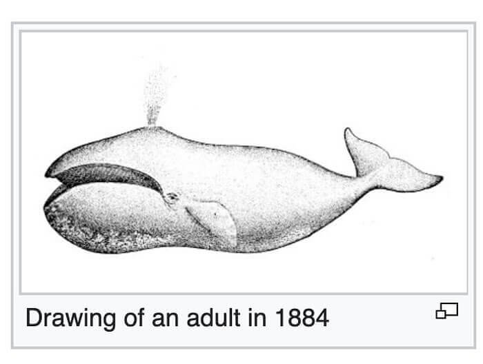 Adult What?