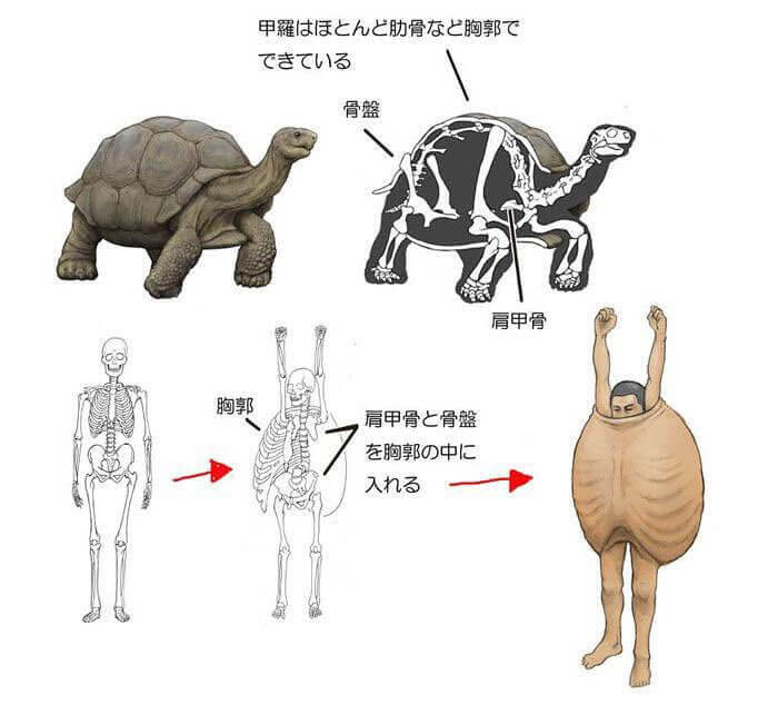 Turtle Man