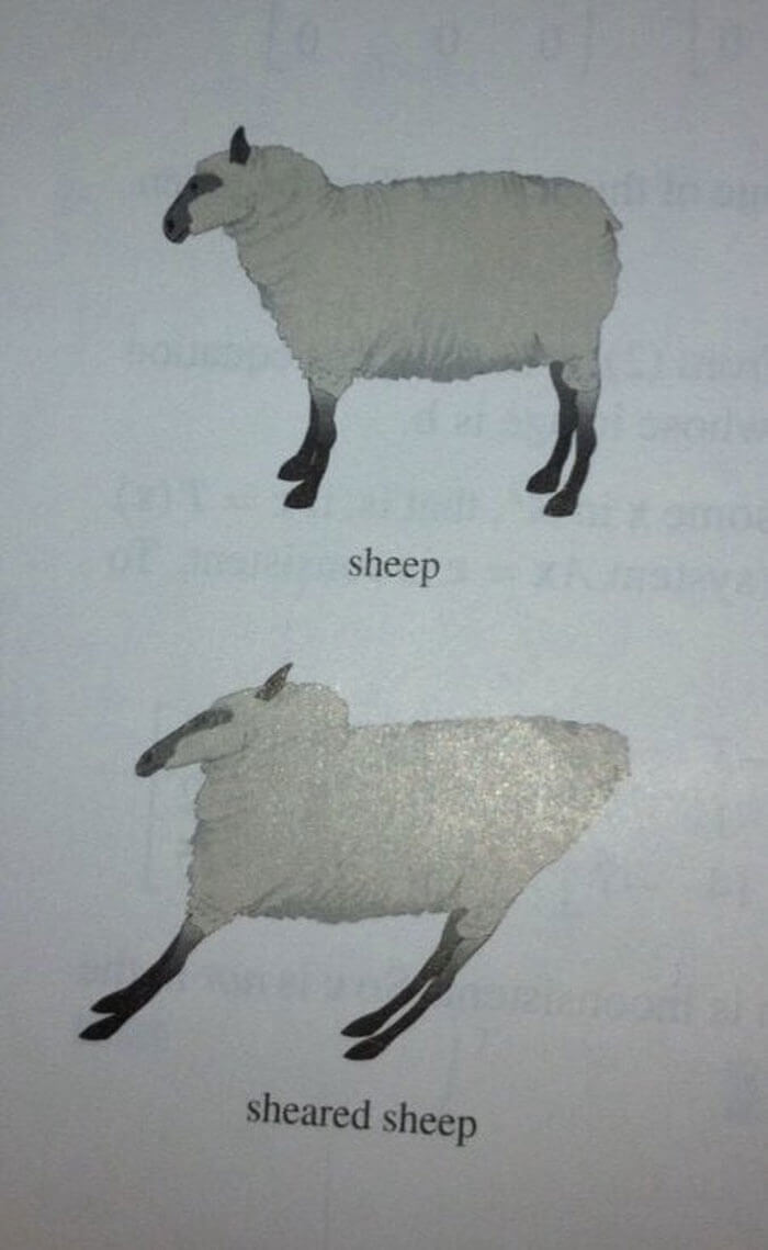 Shearing Sheep