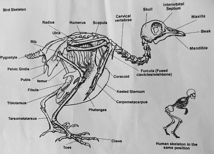 Bird Versus Human