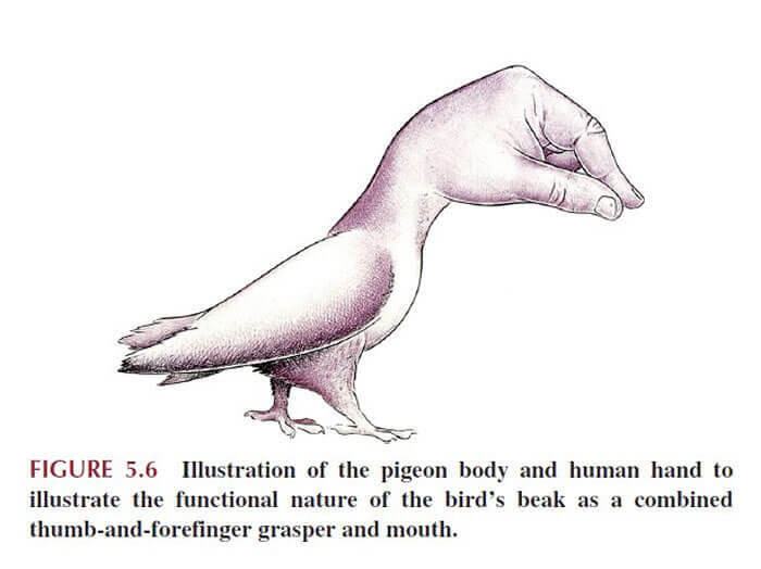 The Pigeon-Hand Hybrid