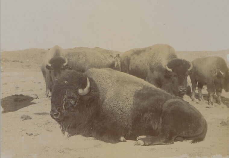 No Shooting Buffalo from Hotel Windows