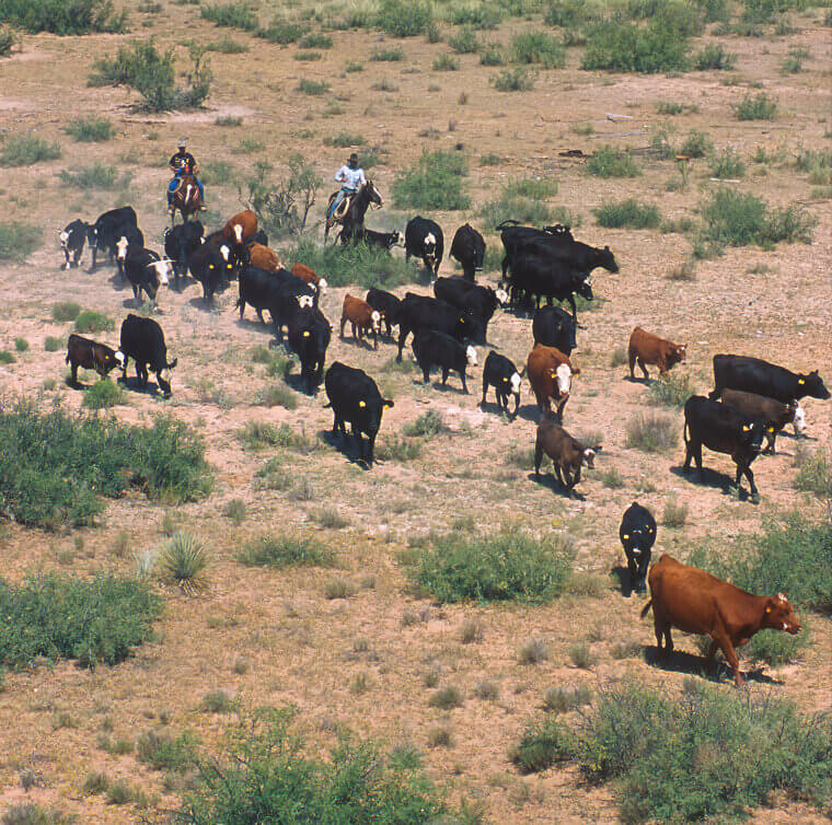 Illegal to Milk Another Person's Cow