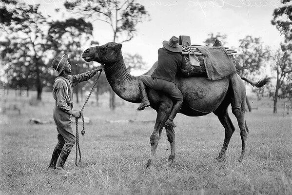 Camels Are Not Allowed on the Highway