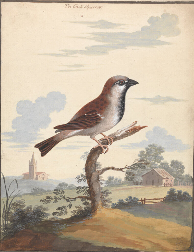 Banning the Painting of Sparrows to Sell as Canaries
