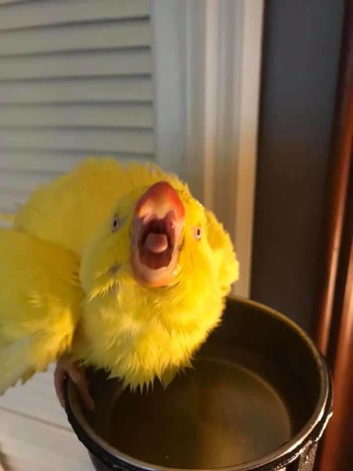 Real Life Angry Bird