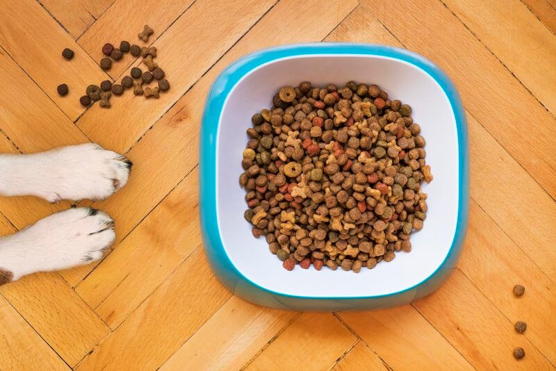 Are You Feeding Your Pets Properly?