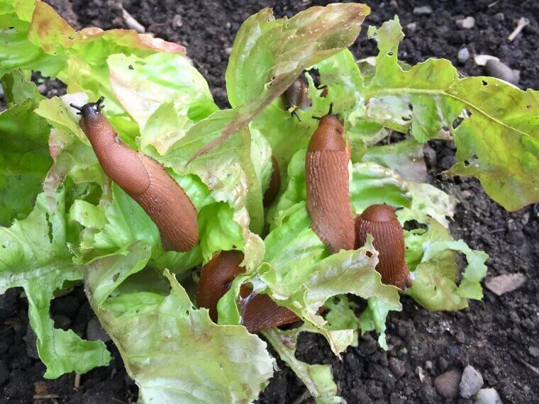 Underestimating Slugs