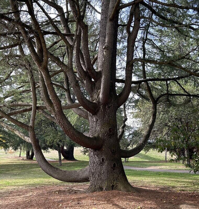 Climbing Trees and Taking Physical Risks