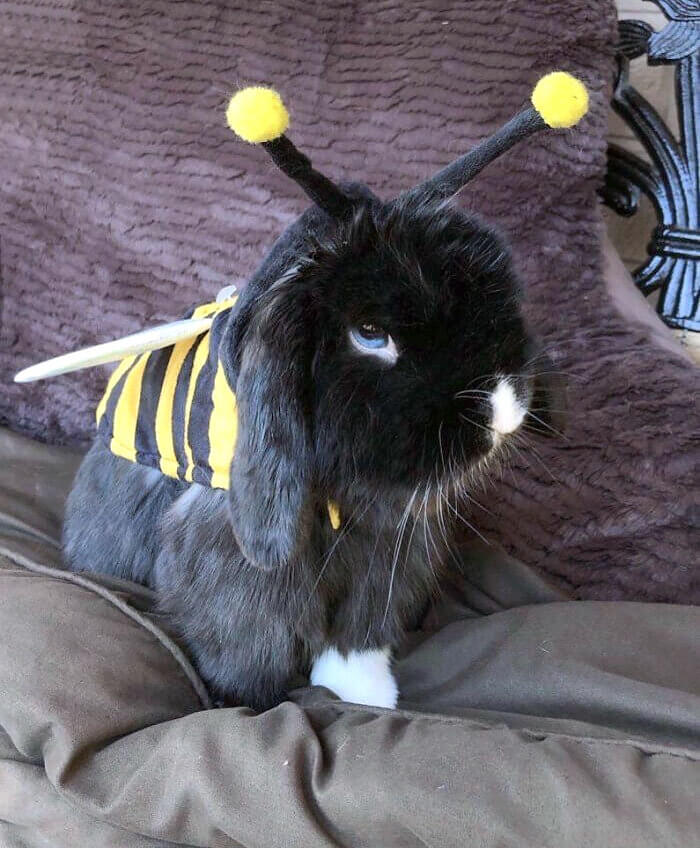 An Evil Bee Bunny