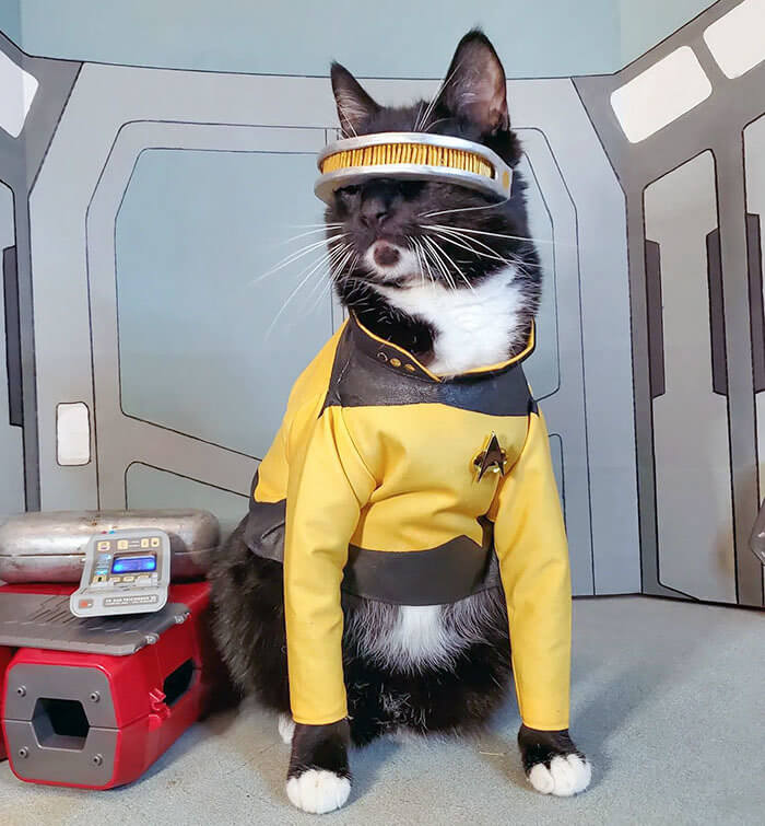 Star Trek? More Like Meow Trek