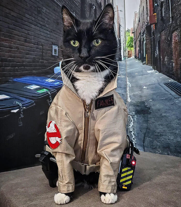 Kitty Ain't Afraid of No Ghosts