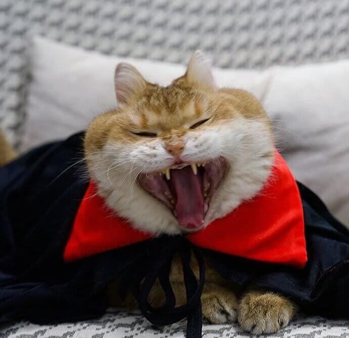 Wanna See Some Fangs?