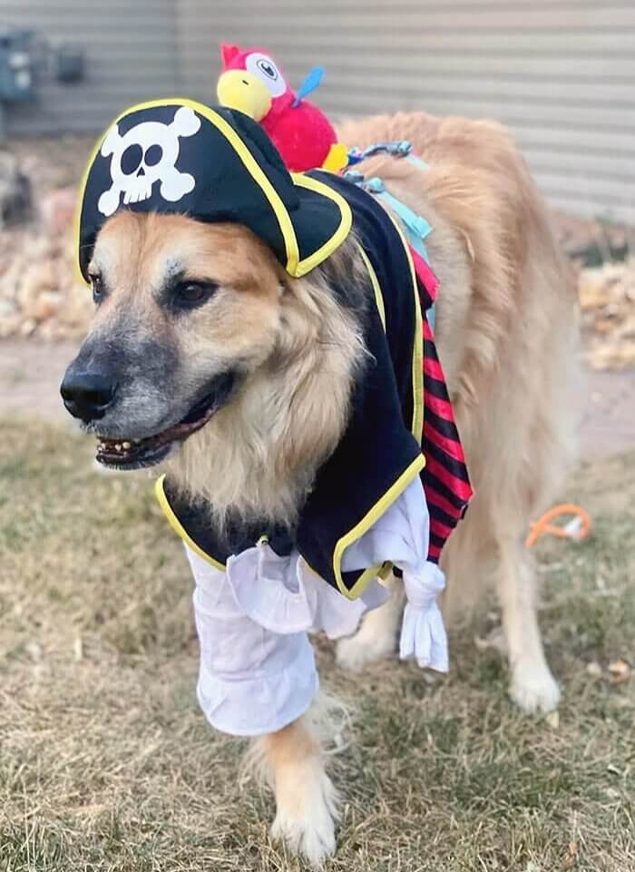 Arrrrr, What a Champ