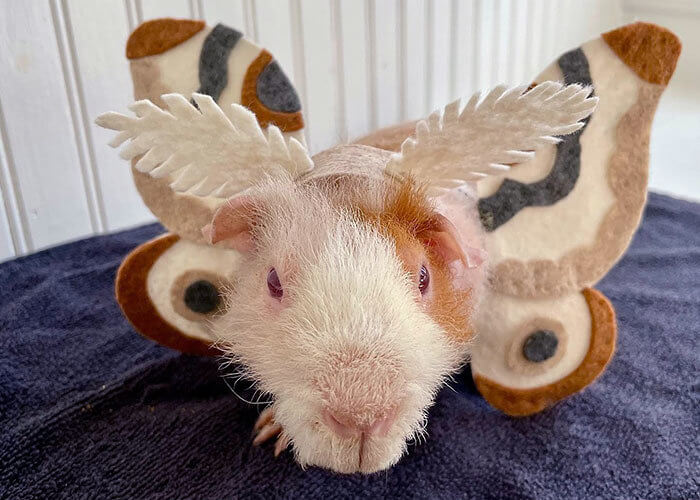 Guinea Pig or Moth?