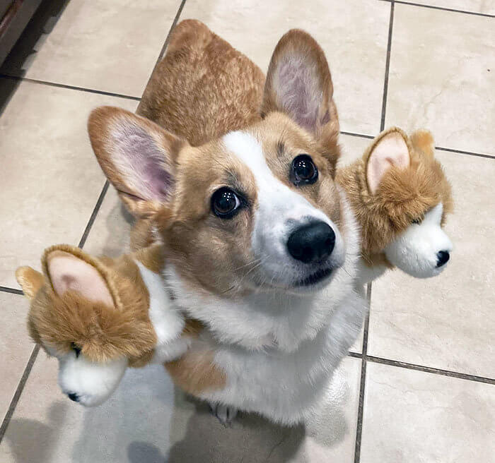 This Is Corgberus