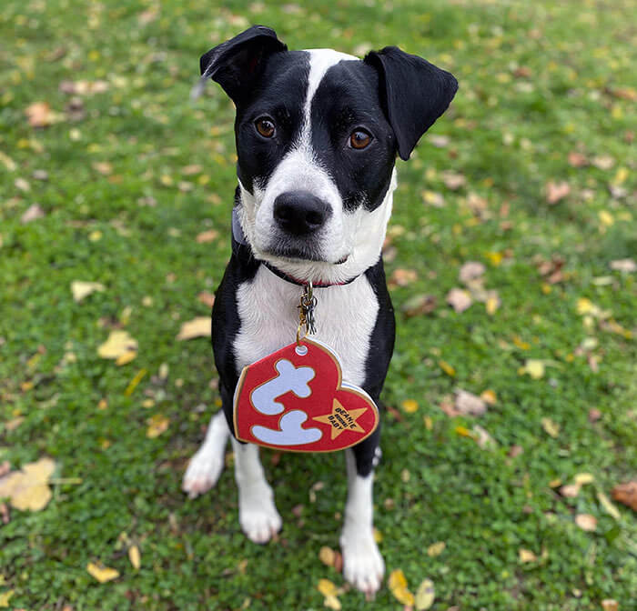 Cutest Beanie Baby Ever