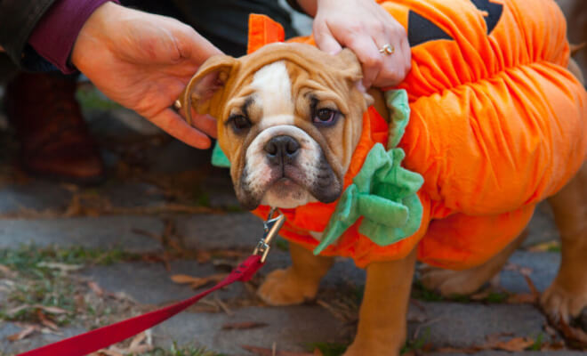 Impressive Pet Halloween Costumes That Put a Smile on Our Face