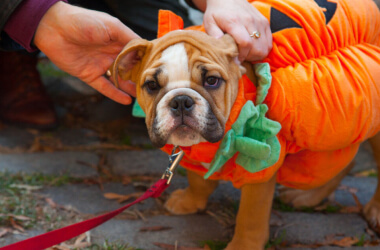 Impressive Pet Halloween Costumes That Put a Smile on Our Face