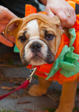 Impressive Pet Halloween Costumes That Put a Smile on Our Face