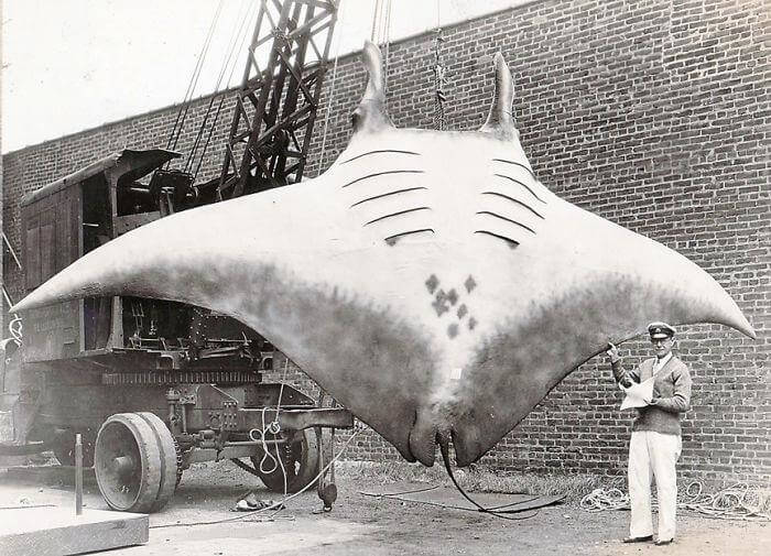 The Largest Manta Ray Ever Captured