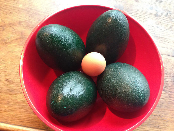 Aus Emu-Eier Wird Ein Großes Omelette