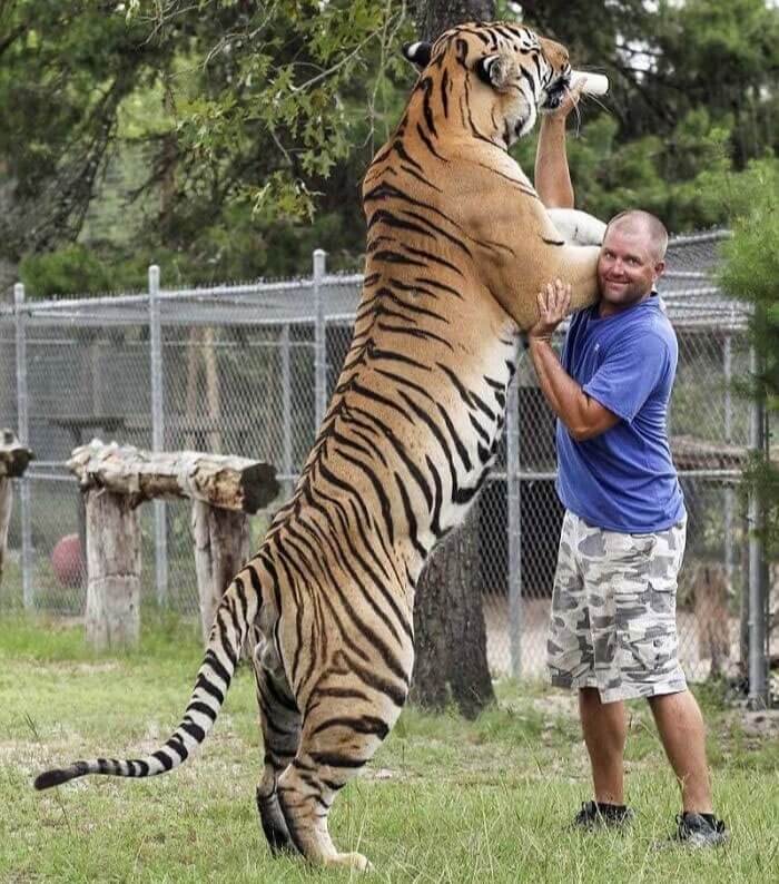 El Verdadero Rey Tigre
