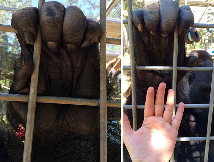 Las Manos De Un Gorila Son Como Las Humanas Pero Diez Veces Mas Grandes