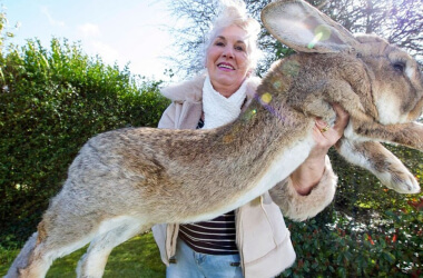 40+ Животных, Чей Истинный Огромный Размер Ты Себе Даже Не Представляешь