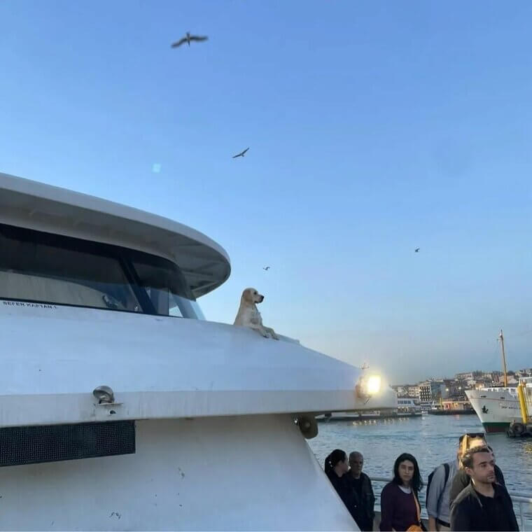 Cuidando de animais abandonados
