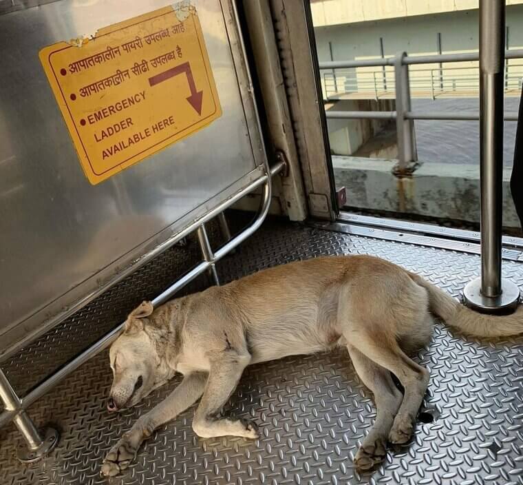 Os moradores locais o adoram