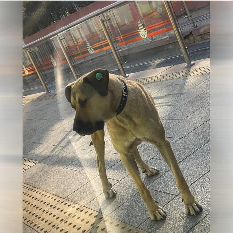A responsabilidade dos municípios