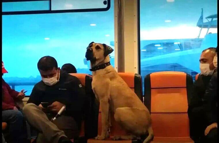 Um cão típico
