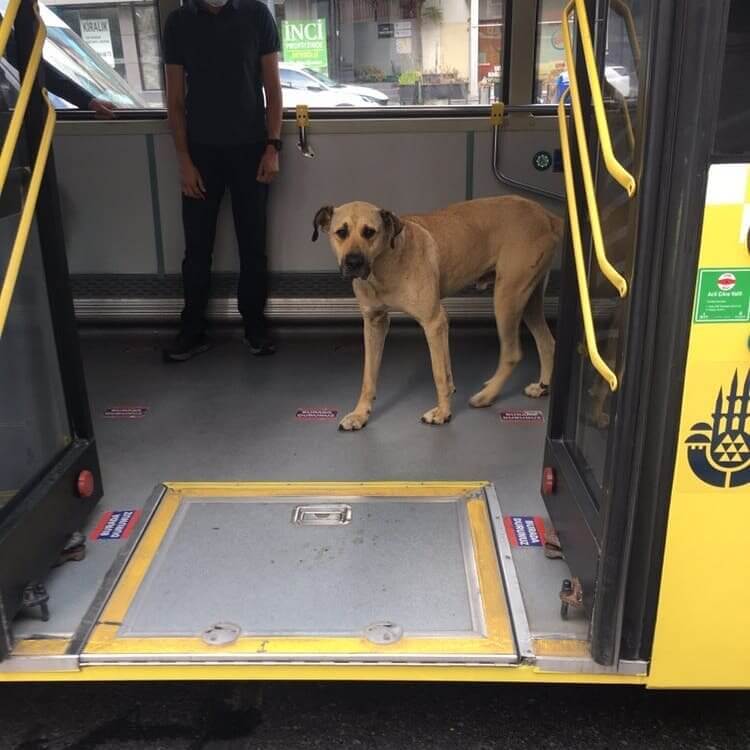 As autoridades
