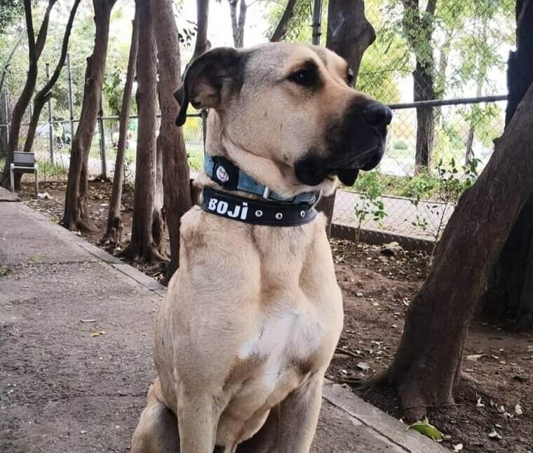 Uma viagem ao veterinário